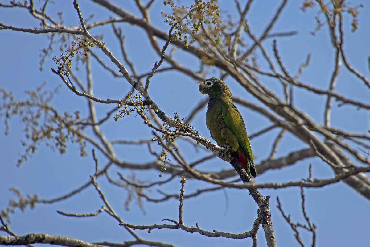 Папуга-червоногуз зеленощокий - ML611133695