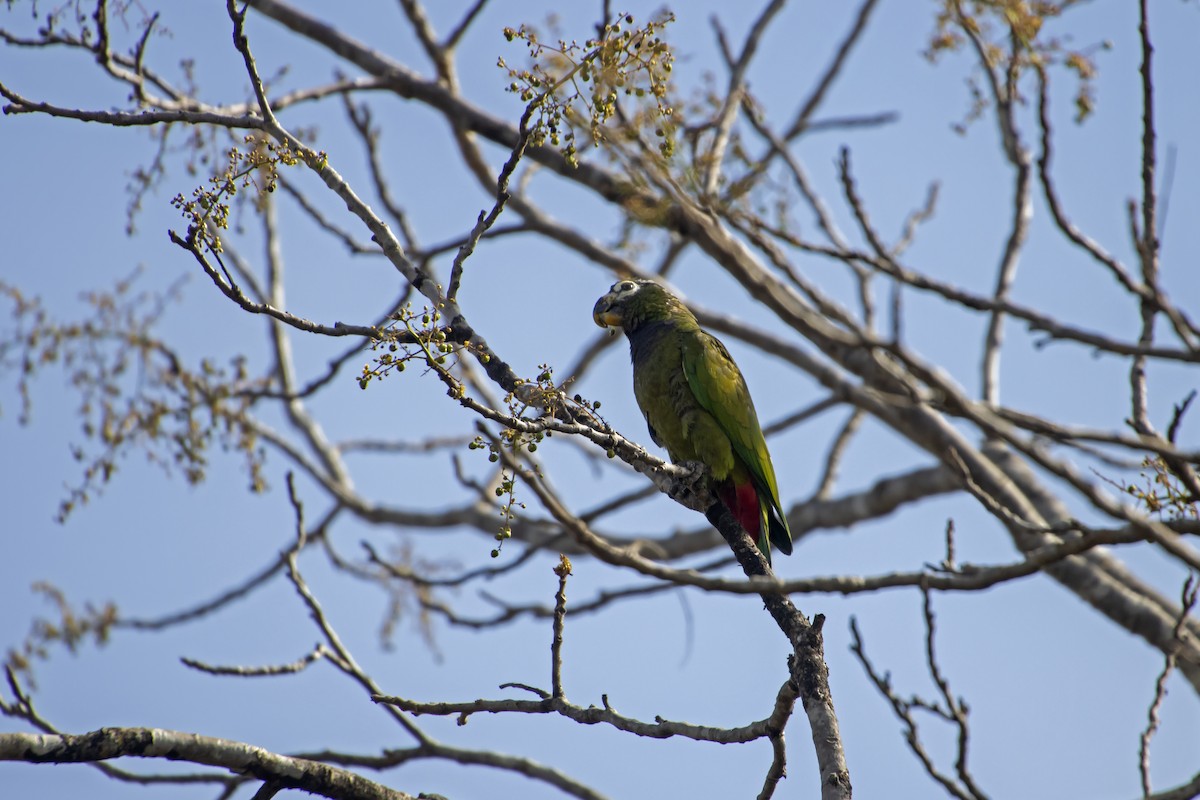 Папуга-червоногуз зеленощокий - ML611133696