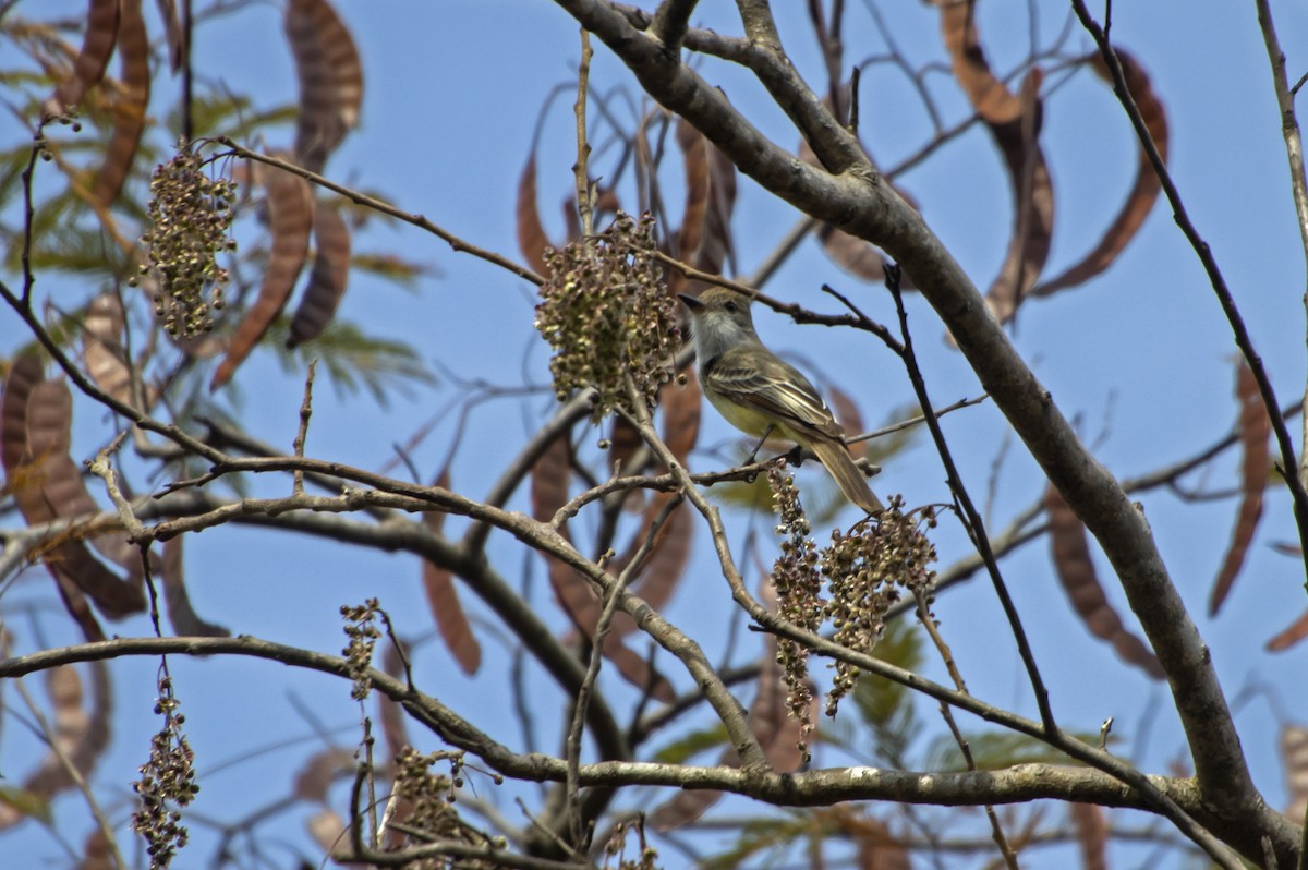 Short-crested Flycatcher - Antonio Rodriguez-Sinovas