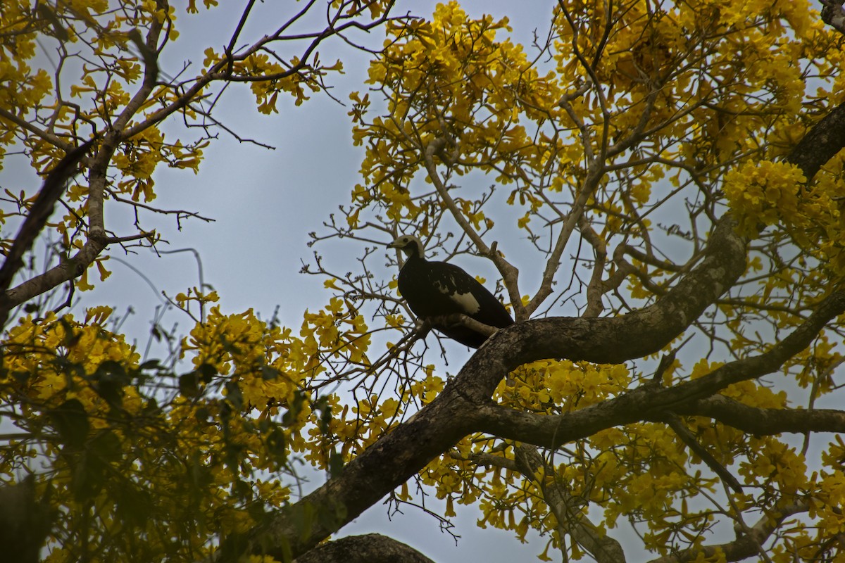 White-throated Piping-Guan - Antonio Rodriguez-Sinovas