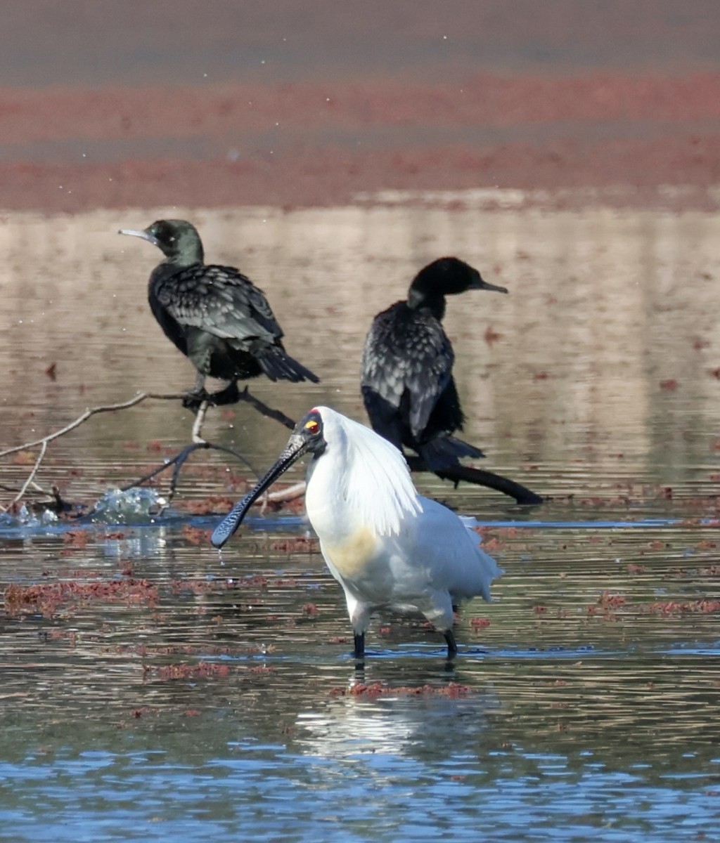 Royal Spoonbill - ML611133773