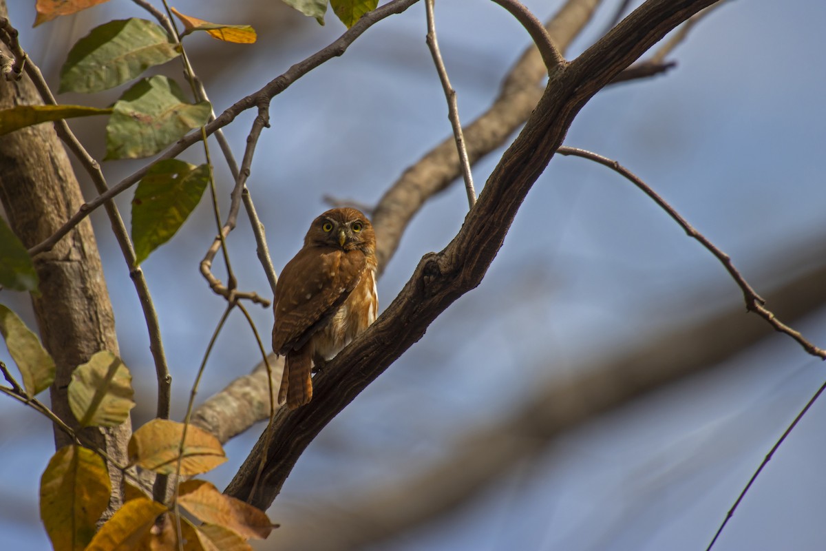 Ferruginous Pygmy-Owl - Antonio Rodriguez-Sinovas