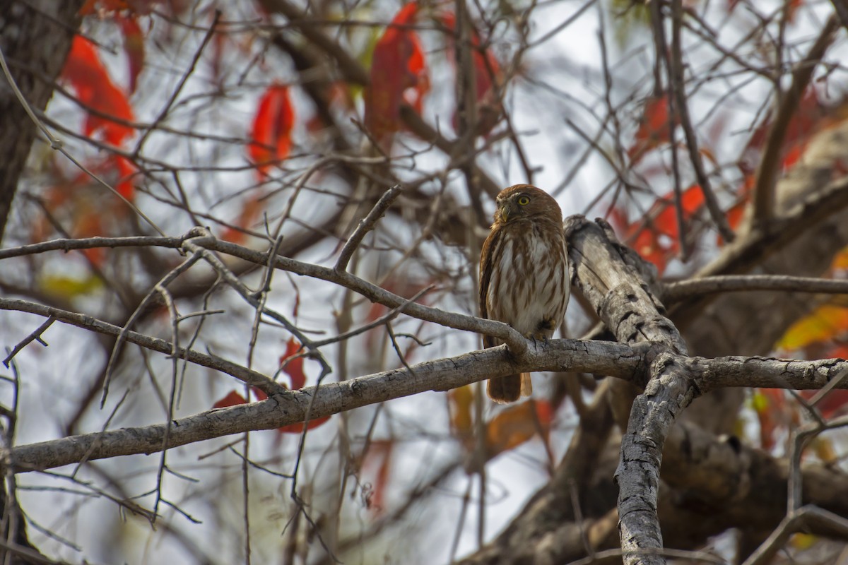 Ferruginous Pygmy-Owl - Antonio Rodriguez-Sinovas