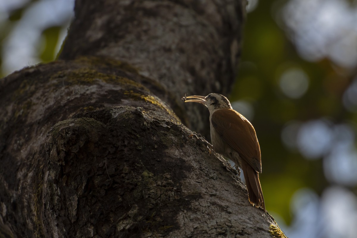 Narrow-billed Woodcreeper - Antonio Rodriguez-Sinovas