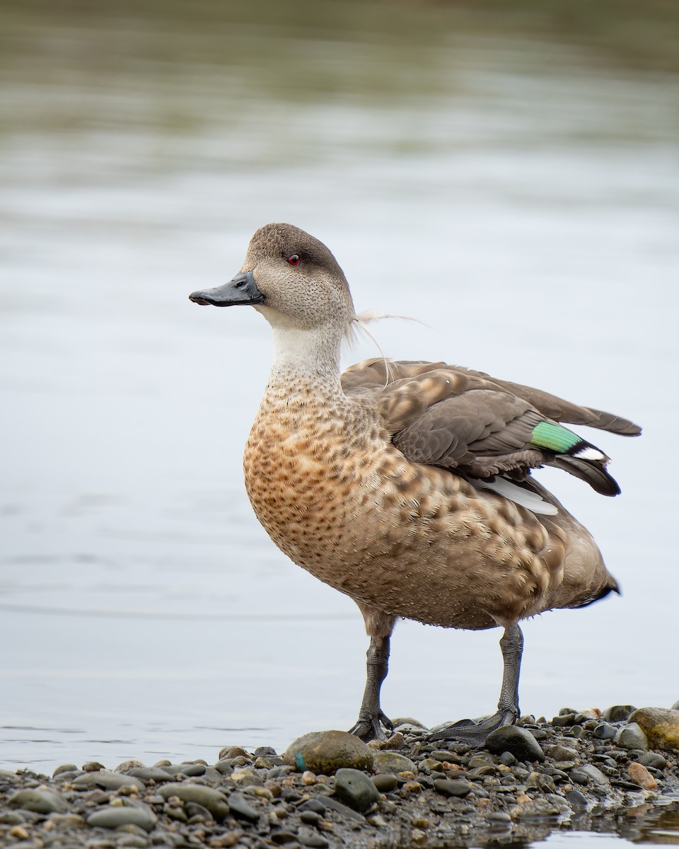 Crested Duck - ML611133843