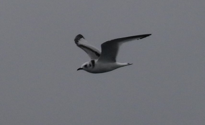 Black-legged Kittiwake - ML611133855