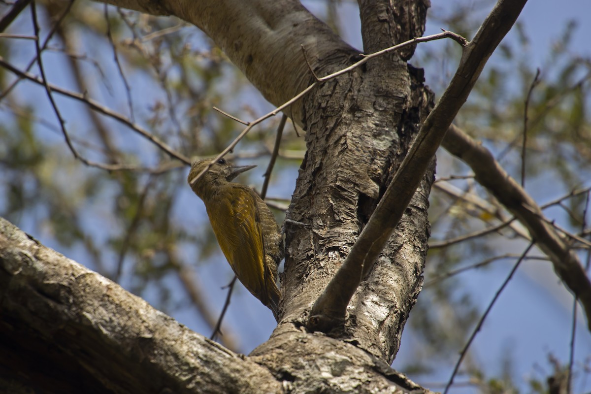 Little Woodpecker - Antonio Rodriguez-Sinovas