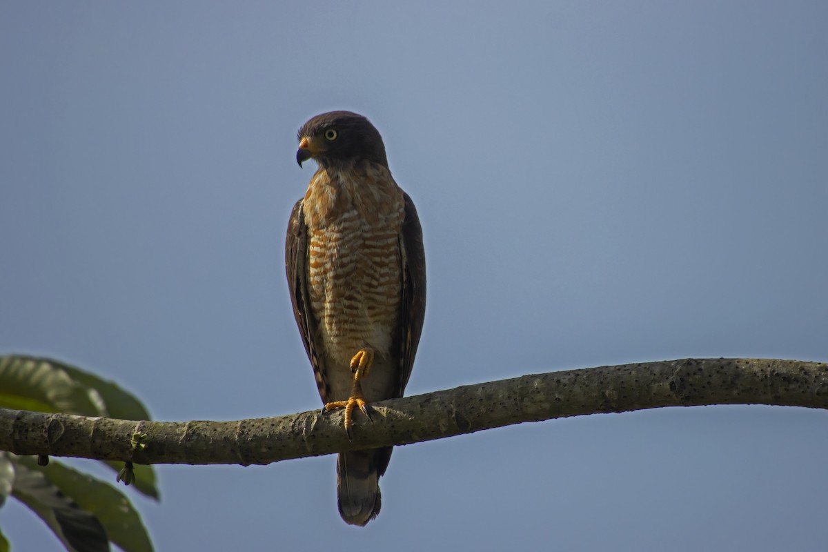 Roadside Hawk - Antonio Rodriguez-Sinovas