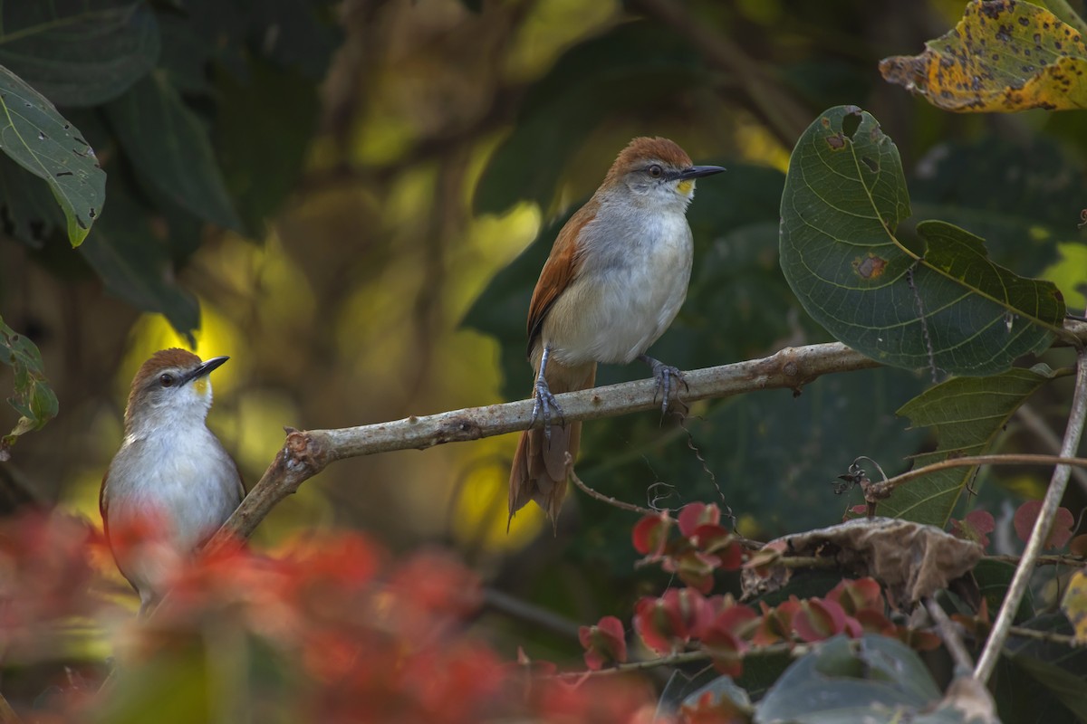 Yellow-chinned Spinetail - Antonio Rodriguez-Sinovas