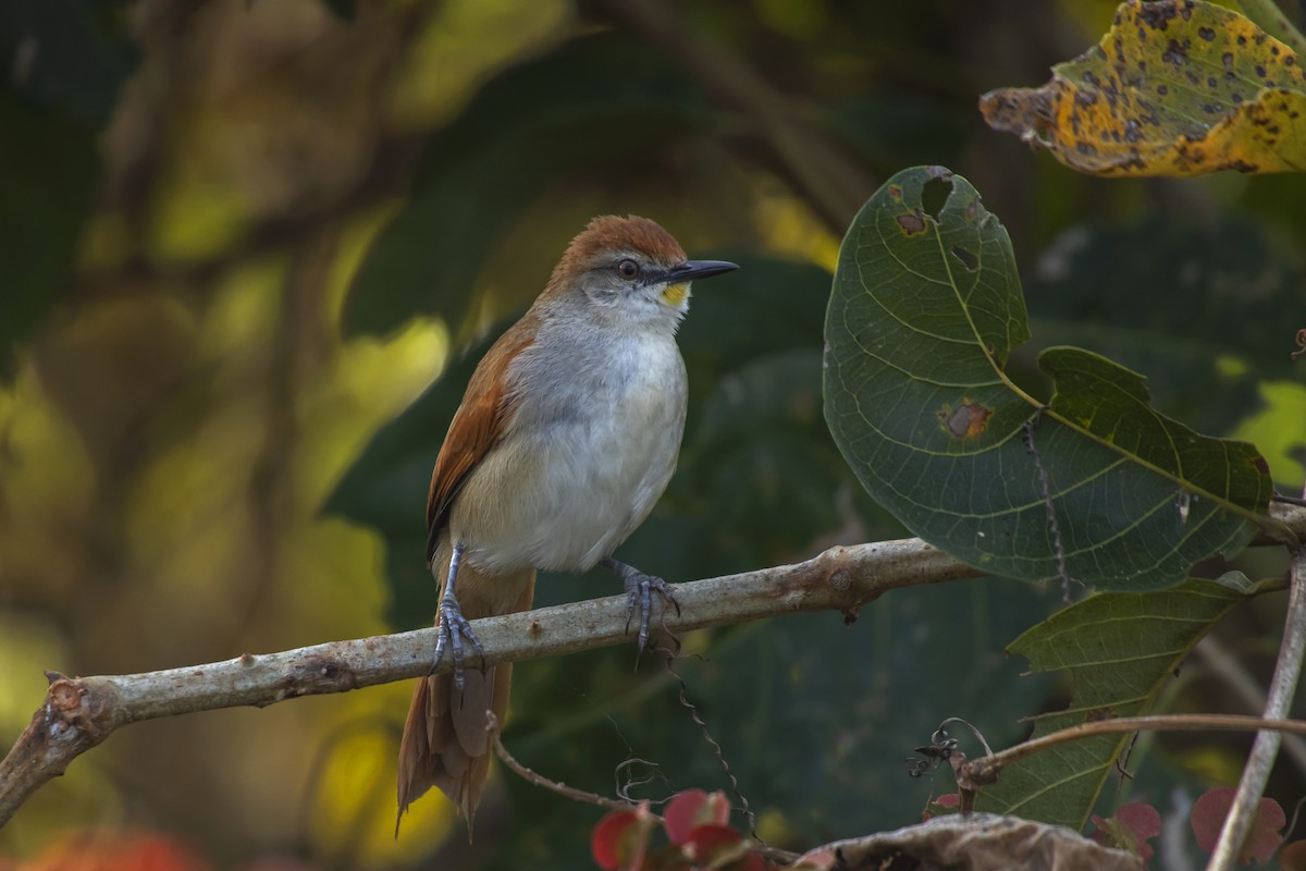 Yellow-chinned Spinetail - Antonio Rodriguez-Sinovas