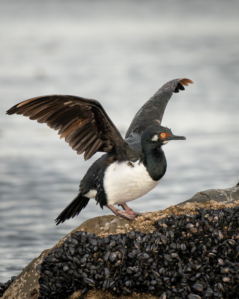 Magellanic Cormorant - ML611133935