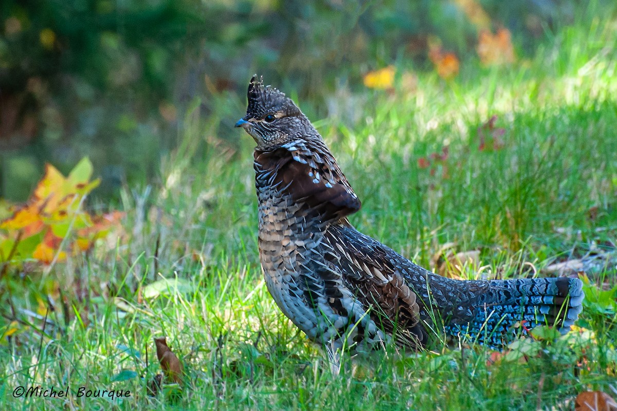 Ruffed Grouse - ML611133967