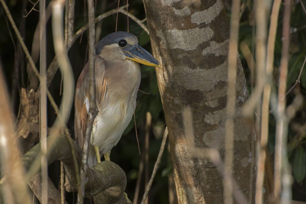Boat-billed Heron - Antonio Rodriguez-Sinovas