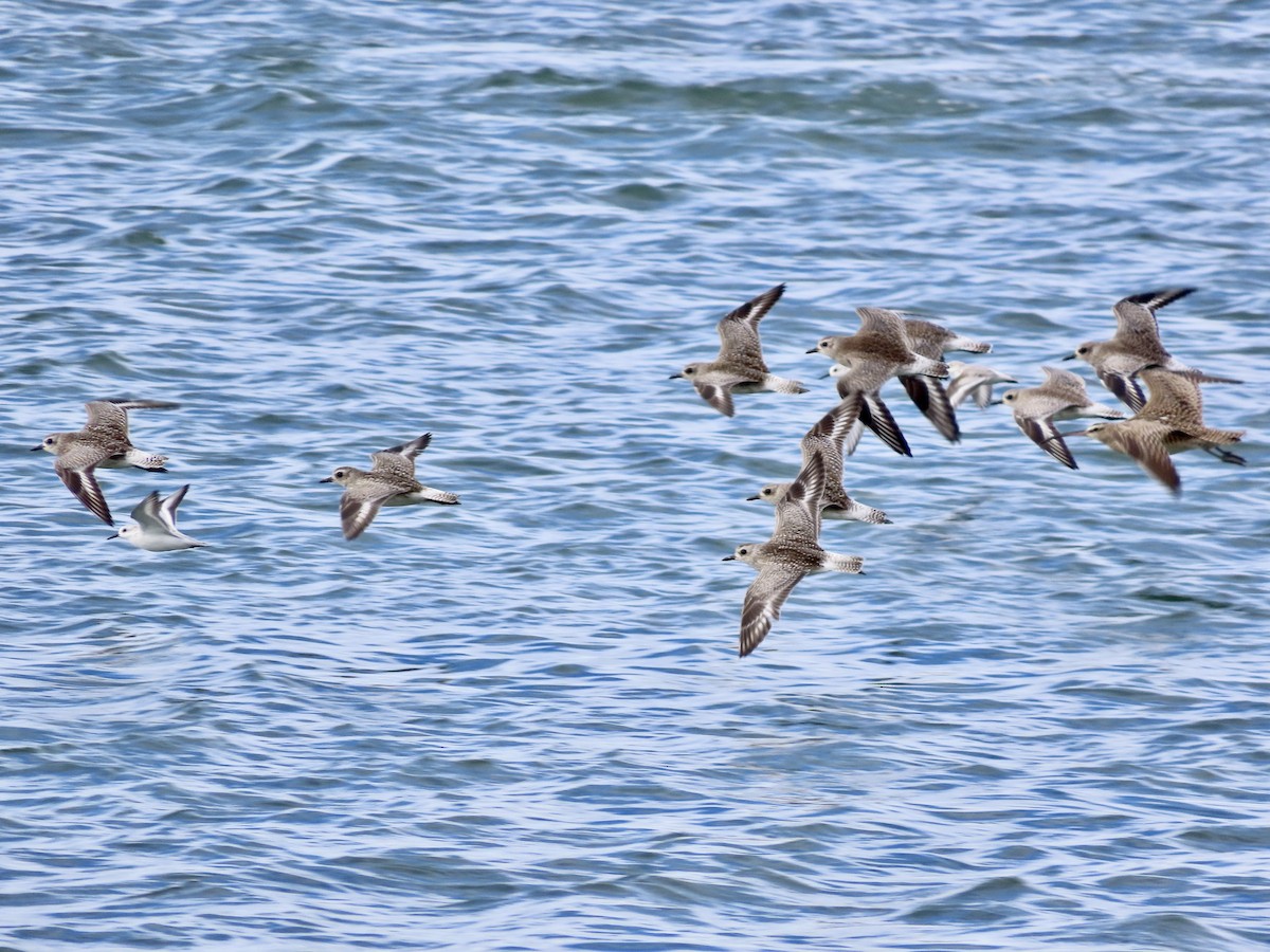 Black-bellied Plover - ML611134056