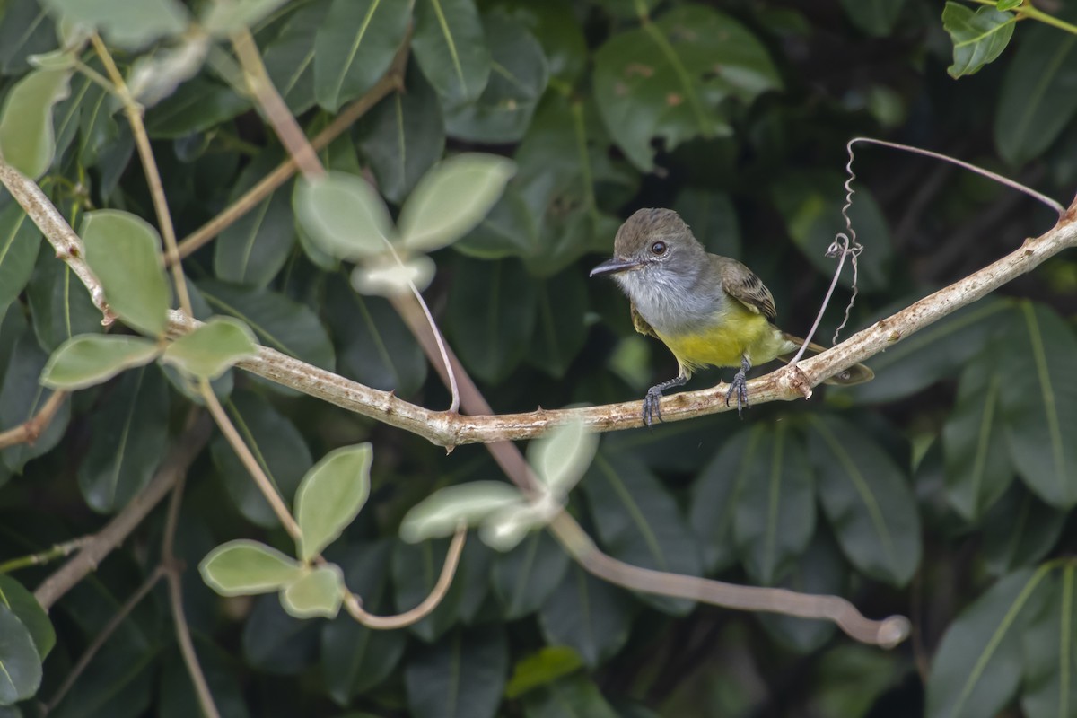 Short-crested Flycatcher - Antonio Rodriguez-Sinovas