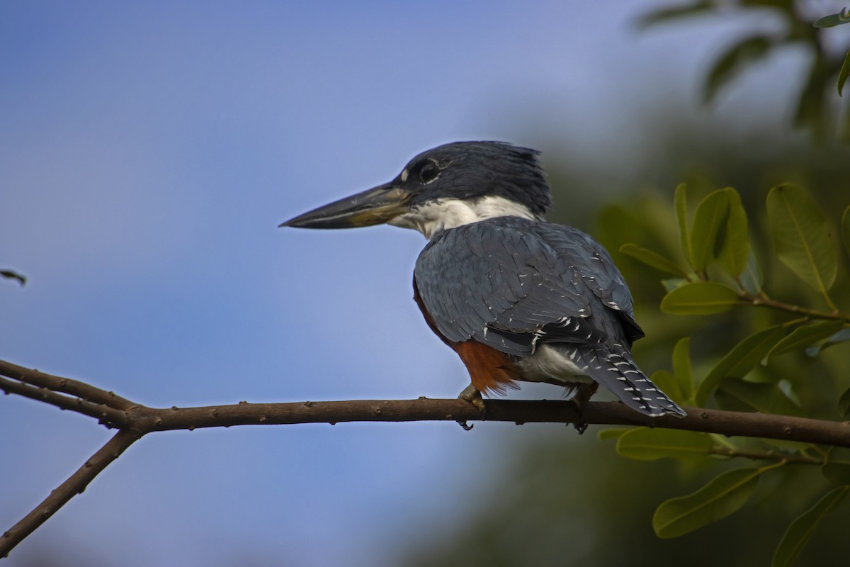 Ringed Kingfisher - Antonio Rodriguez-Sinovas