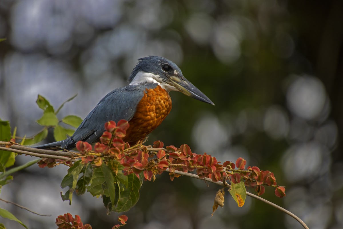 Ringed Kingfisher - Antonio Rodriguez-Sinovas