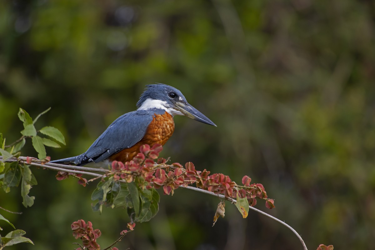 Ringed Kingfisher - Antonio Rodriguez-Sinovas