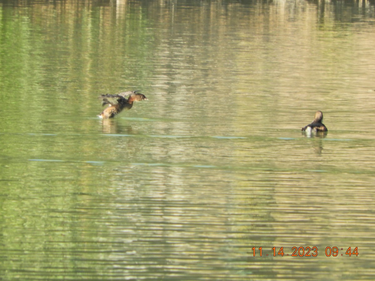 Pied-billed Grebe - ML611134180