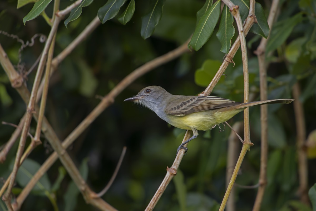 Short-crested Flycatcher - Antonio Rodriguez-Sinovas