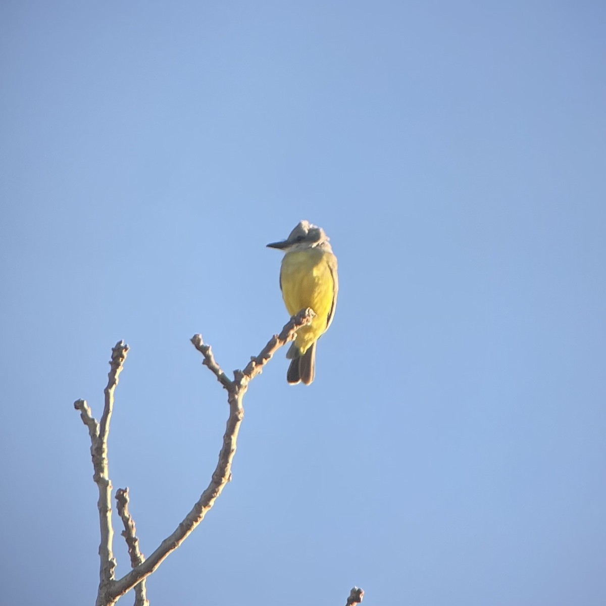 Tropical Kingbird - Joe Yuhas