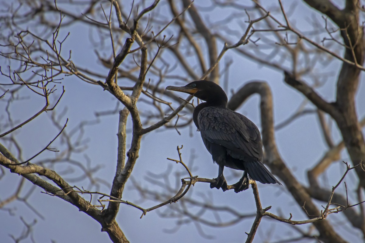Neotropic Cormorant - Antonio Rodriguez-Sinovas