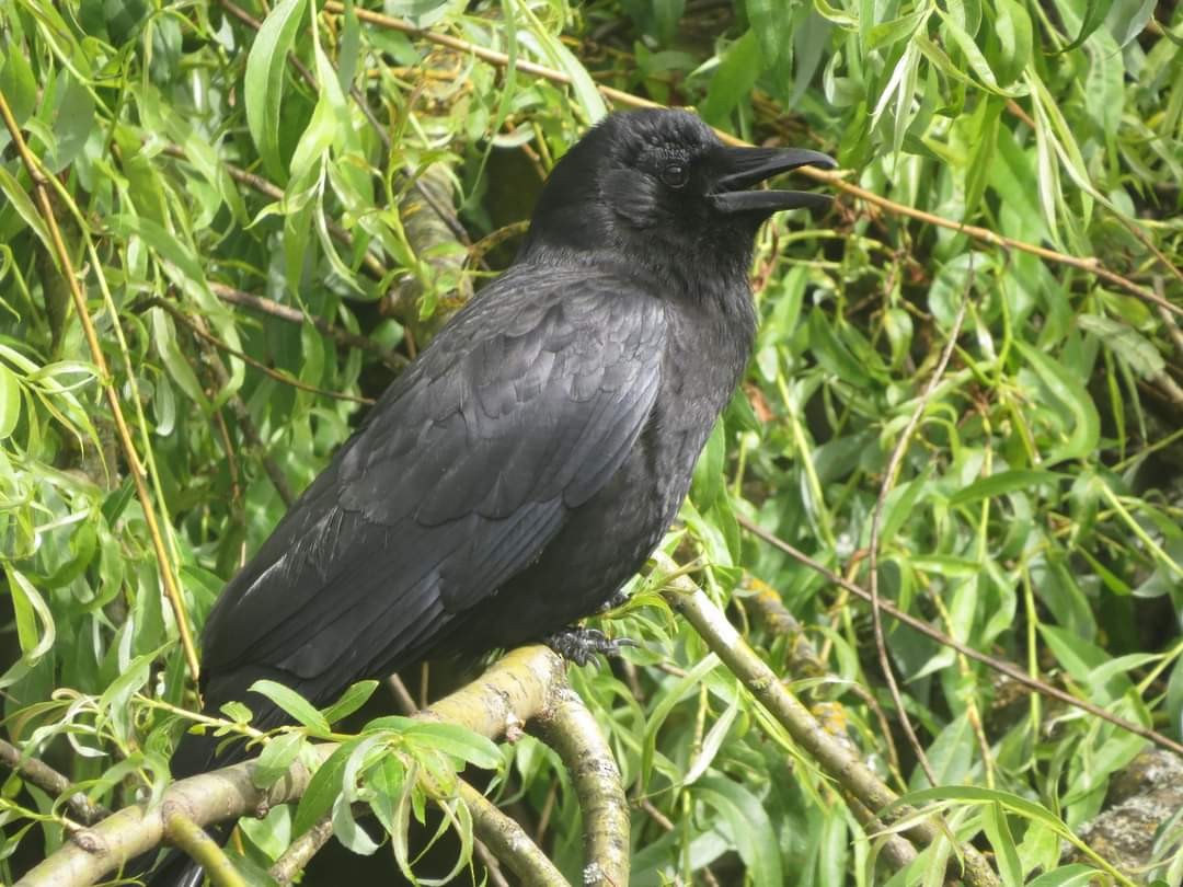 American Crow - Sze On Ng (Aaron)