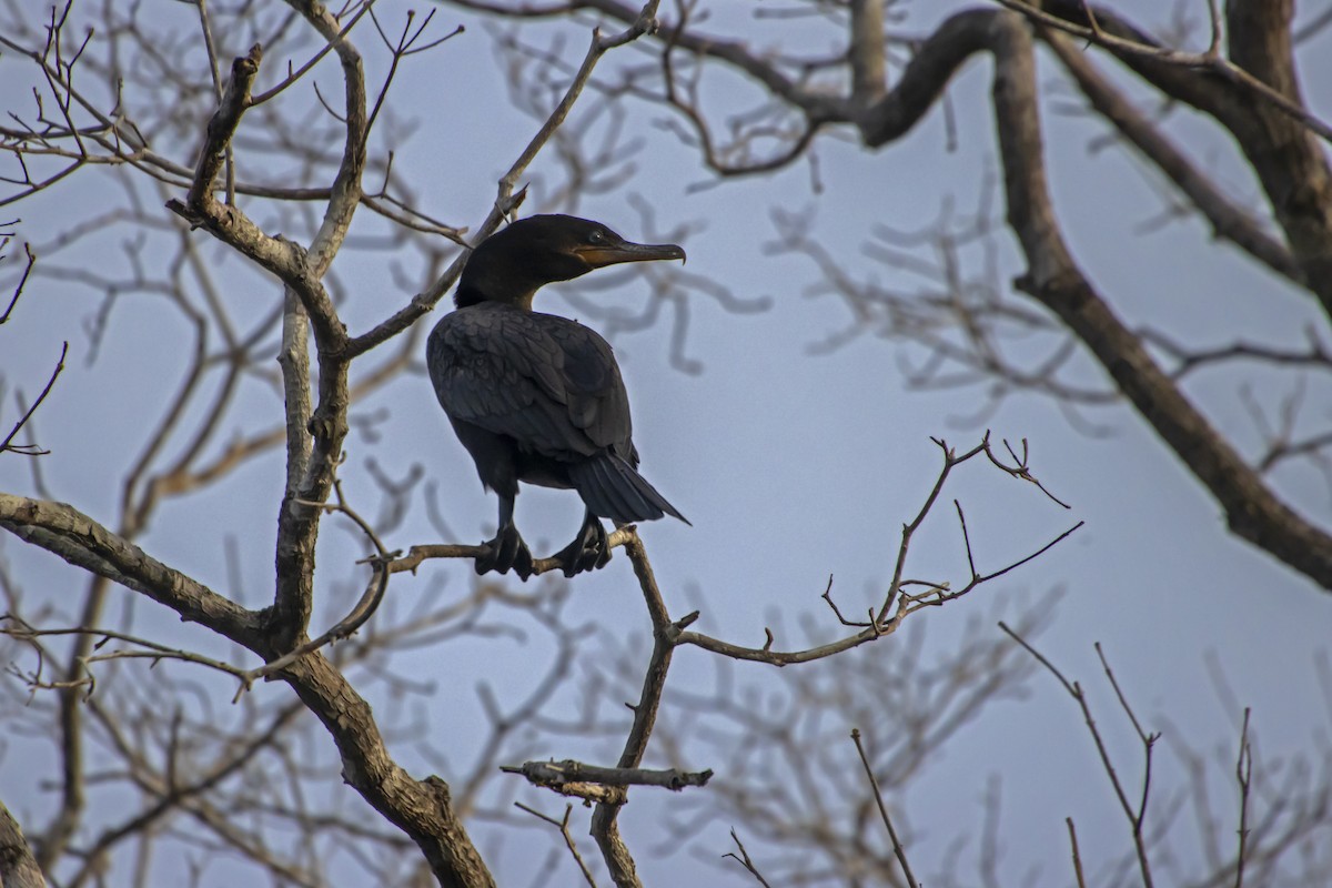Neotropic Cormorant - Antonio Rodriguez-Sinovas
