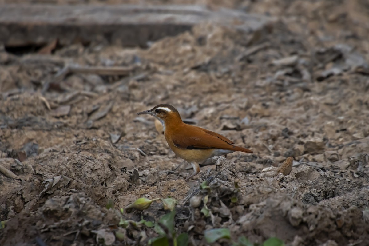Pale-legged Hornero - Antonio Rodriguez-Sinovas