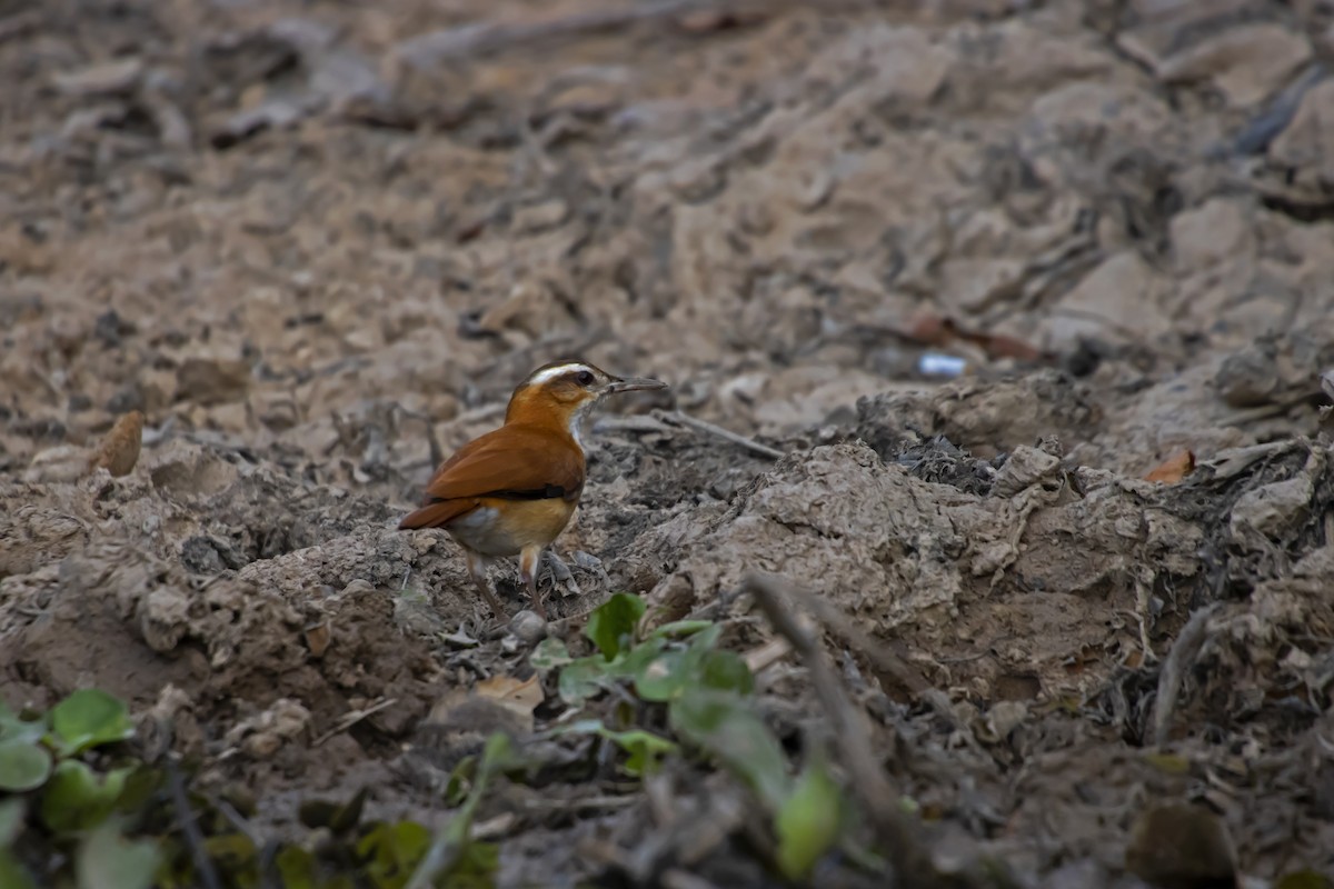 Pale-legged Hornero - Antonio Rodriguez-Sinovas