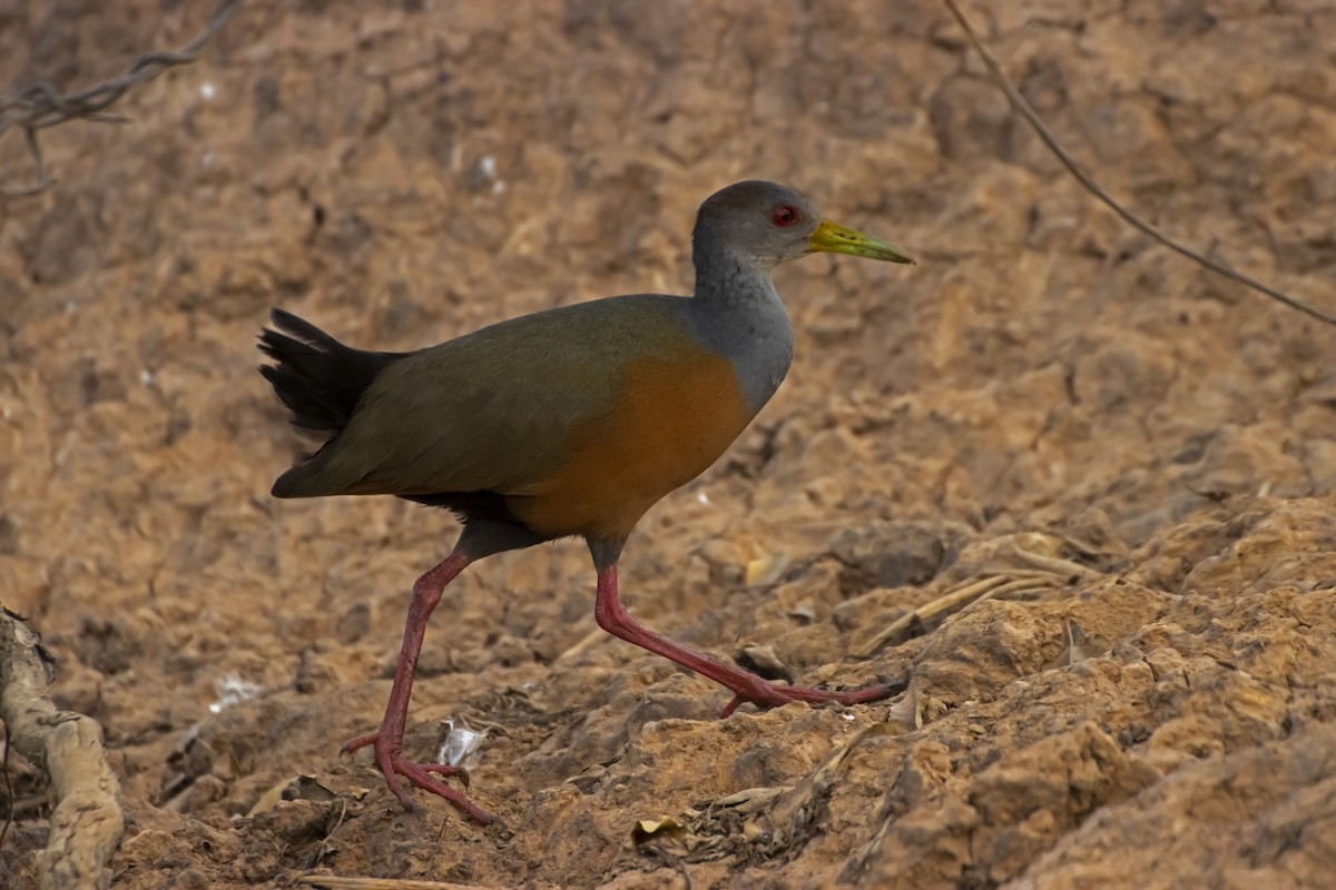 Gray-cowled Wood-Rail - Antonio Rodriguez-Sinovas