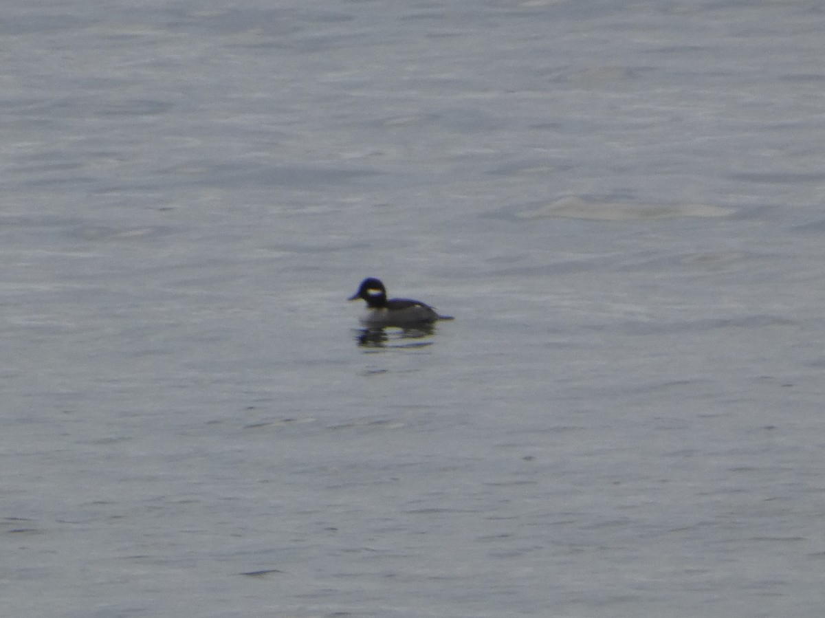 Bufflehead - ML611134272