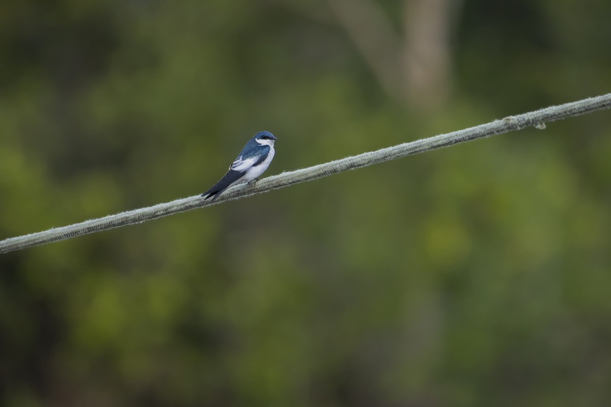 White-winged Swallow - Antonio Rodriguez-Sinovas