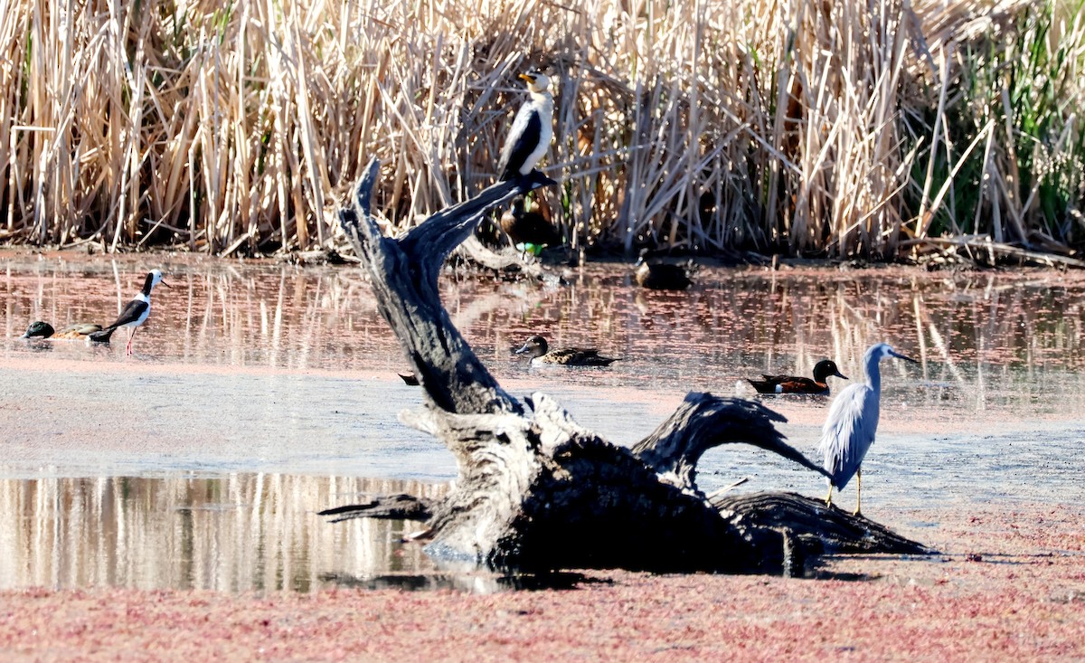 Little Pied Cormorant - ML611134310