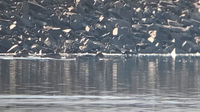 Red-breasted Merganser - ML611134312