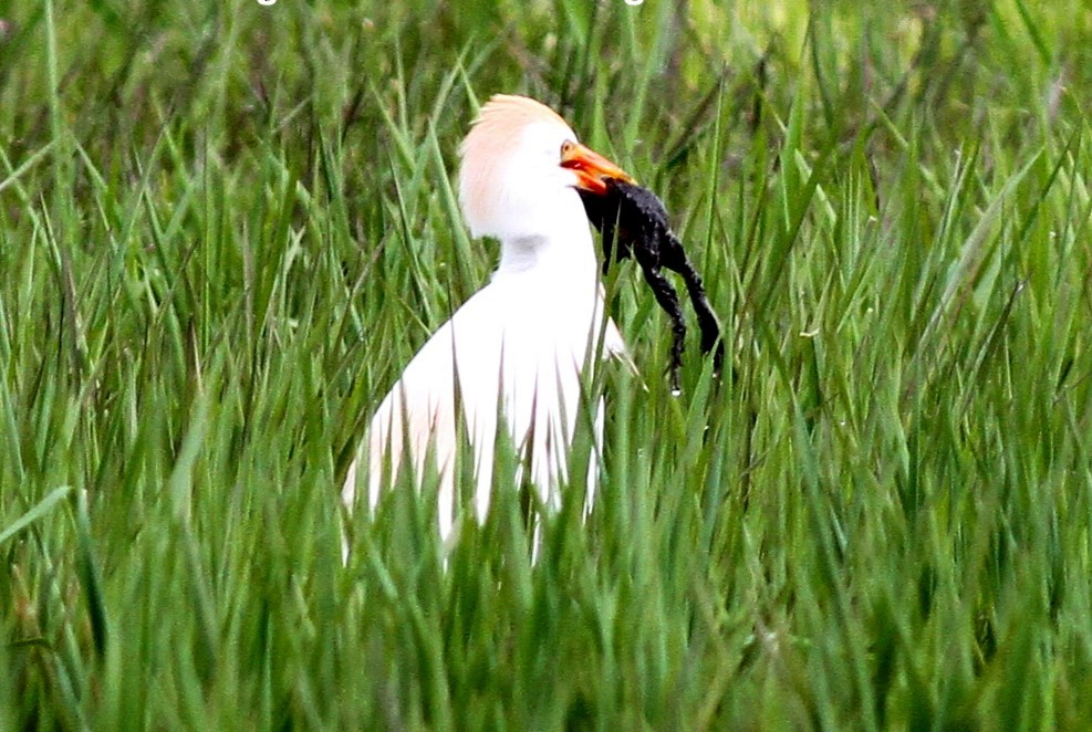 Western Cattle Egret - ML611134345