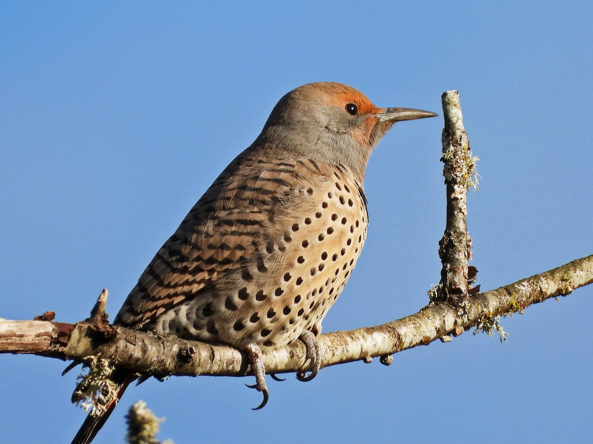 Northern Flicker - Andrew Ray