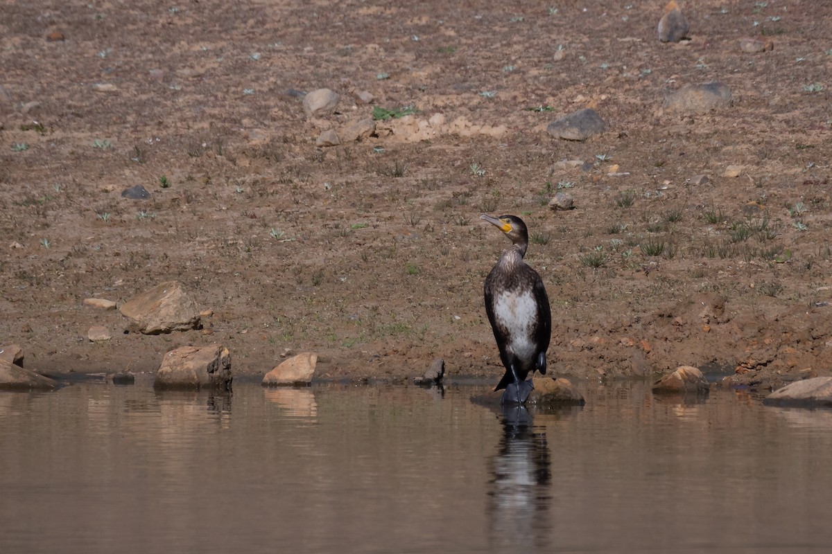 Great Cormorant - Gonzalo Astete Sánchez