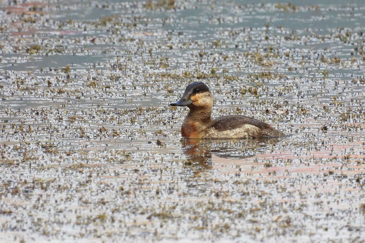 Ruddy Duck - ML611134510