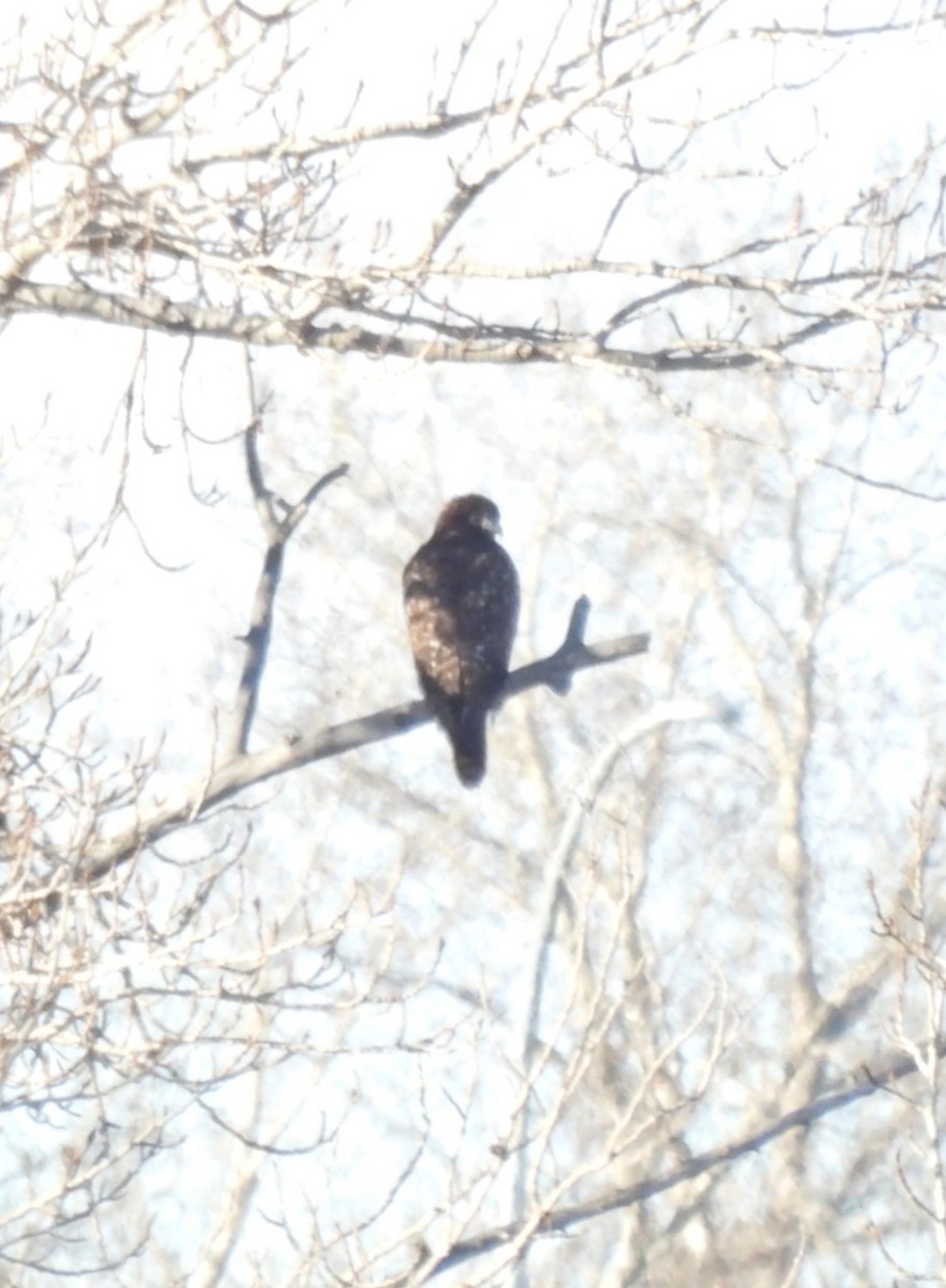 Red-tailed Hawk (Harlan's) - Lara Fitzpatrick