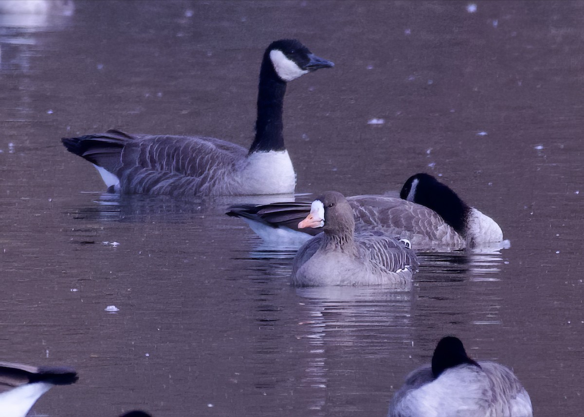 Greater White-fronted Goose - ML611134526