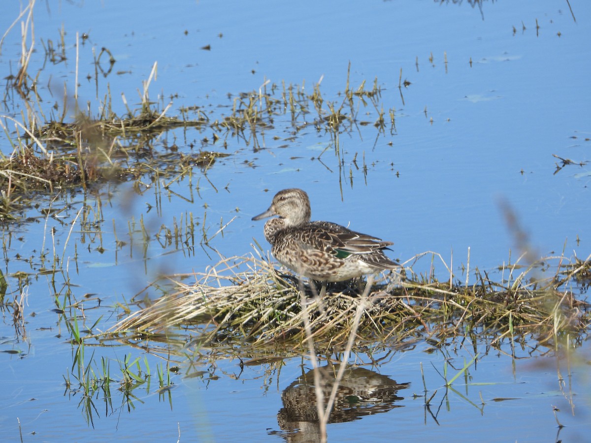 Green-winged Teal - ML611134529