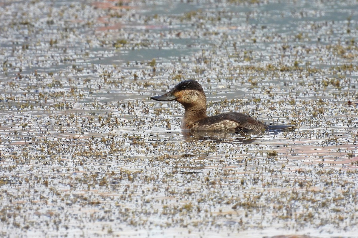 Ruddy Duck - ML611134539