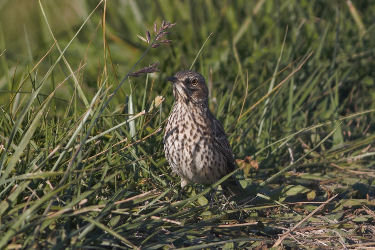 Sage Thrasher - Alyssa Suder