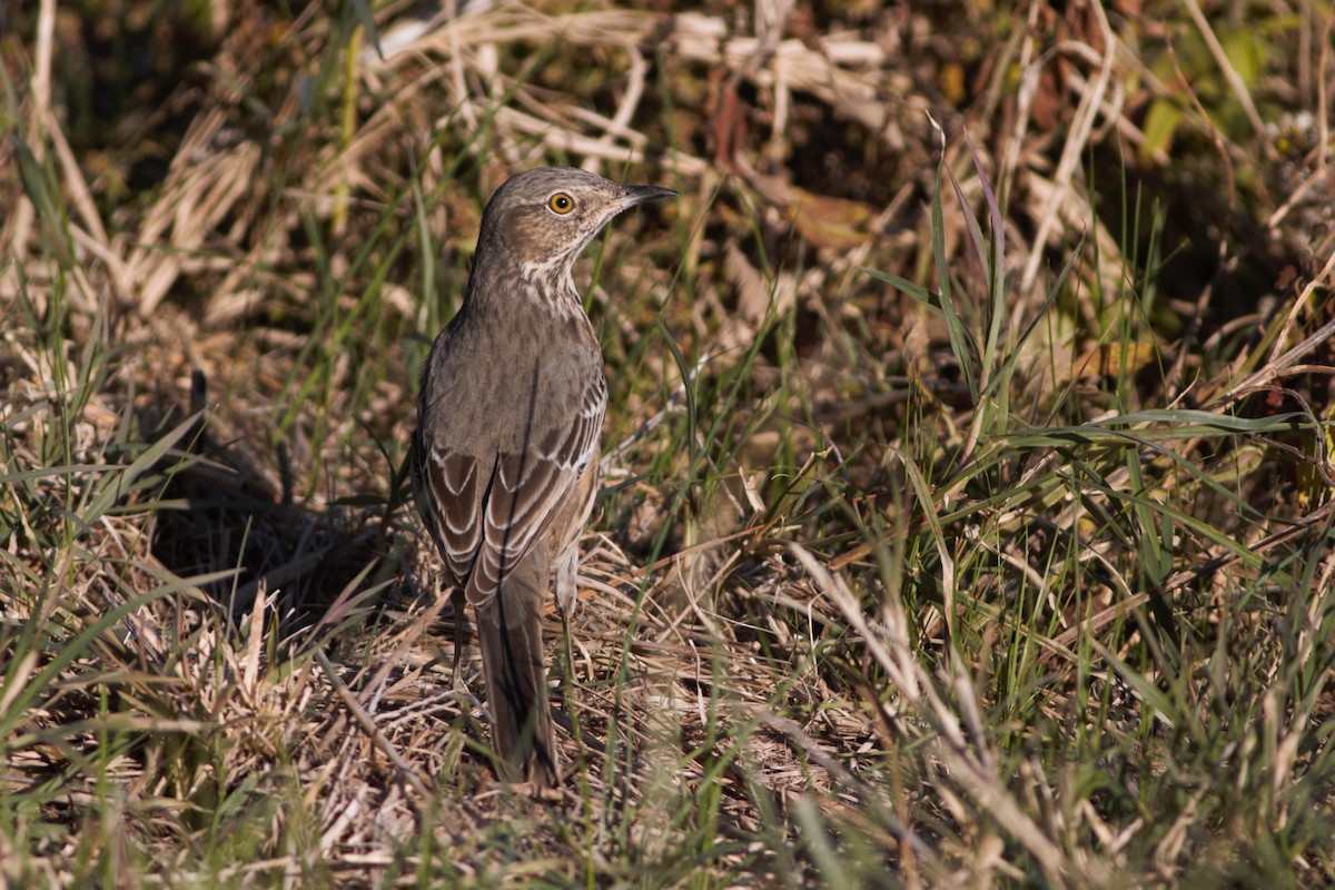 drozdec horský - ML611134541