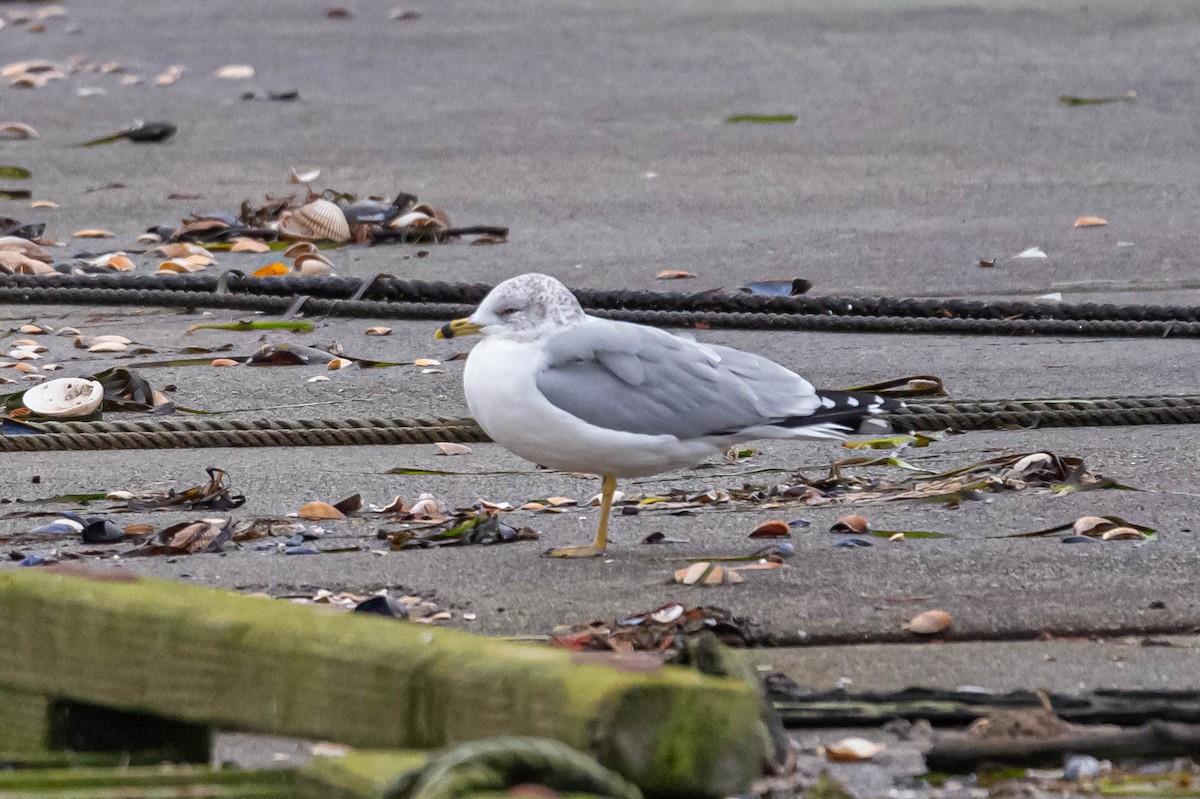 Ring-billed Gull - ML611134592