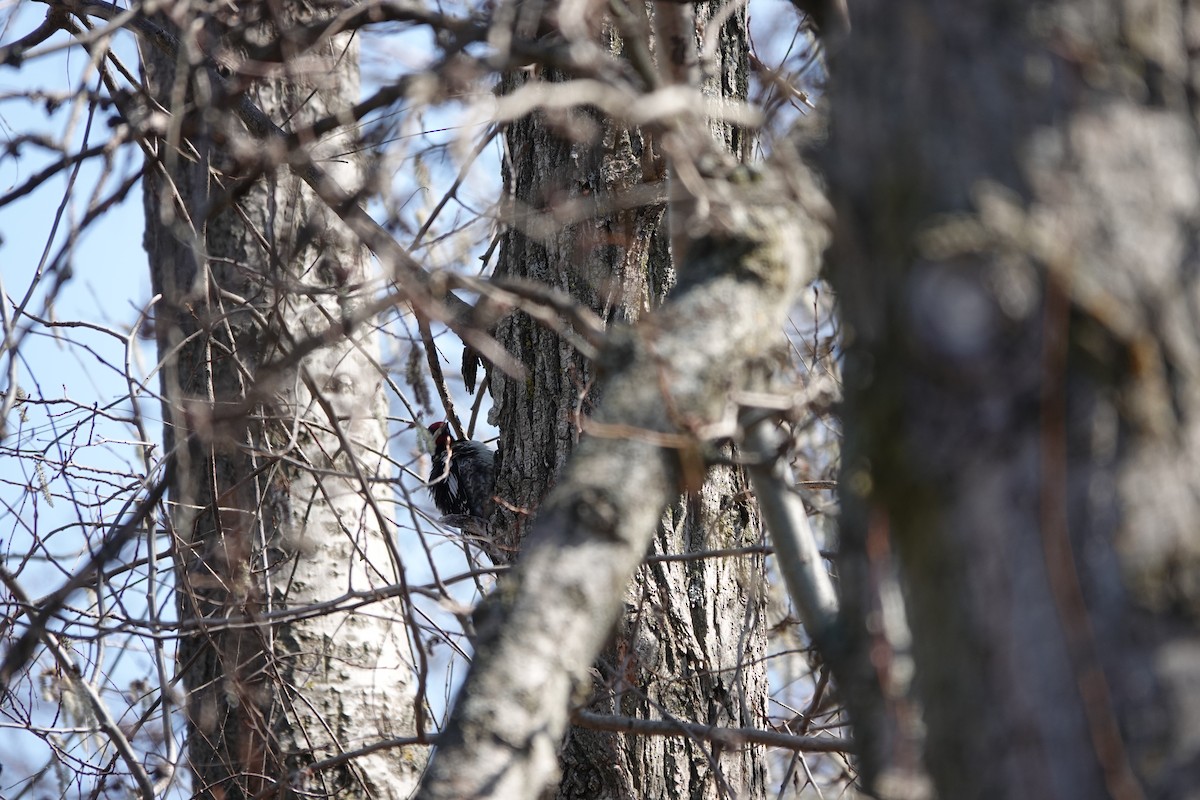 Yellow-bellied Sapsucker - Marilyn Ohler