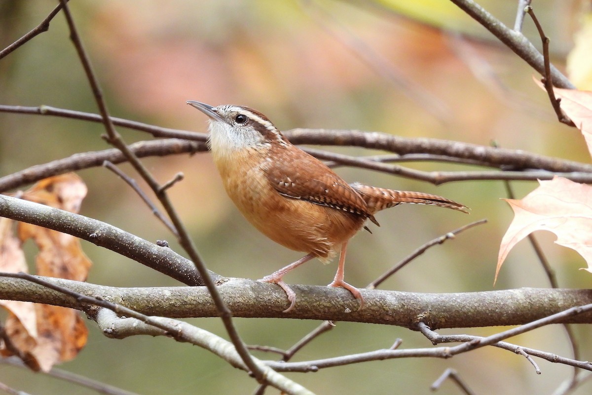 Carolina Wren - ML611134621