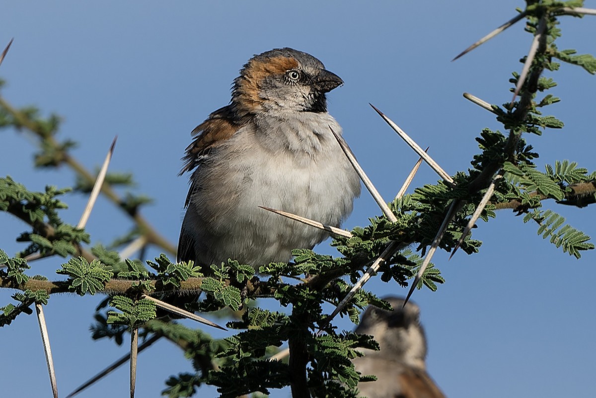 Kenya Rufous Sparrow - Don Danko
