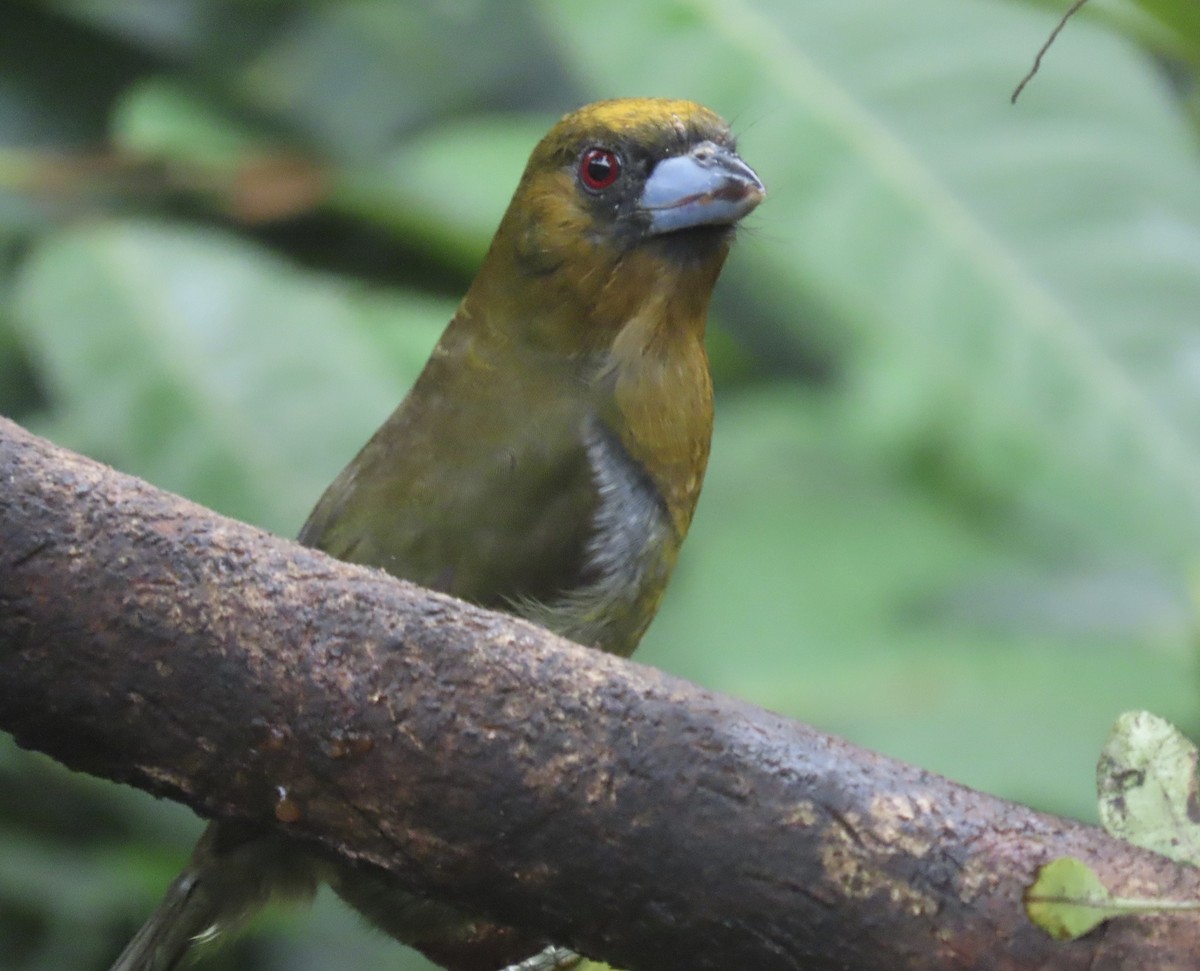 Prong-billed Barbet - Anonymous